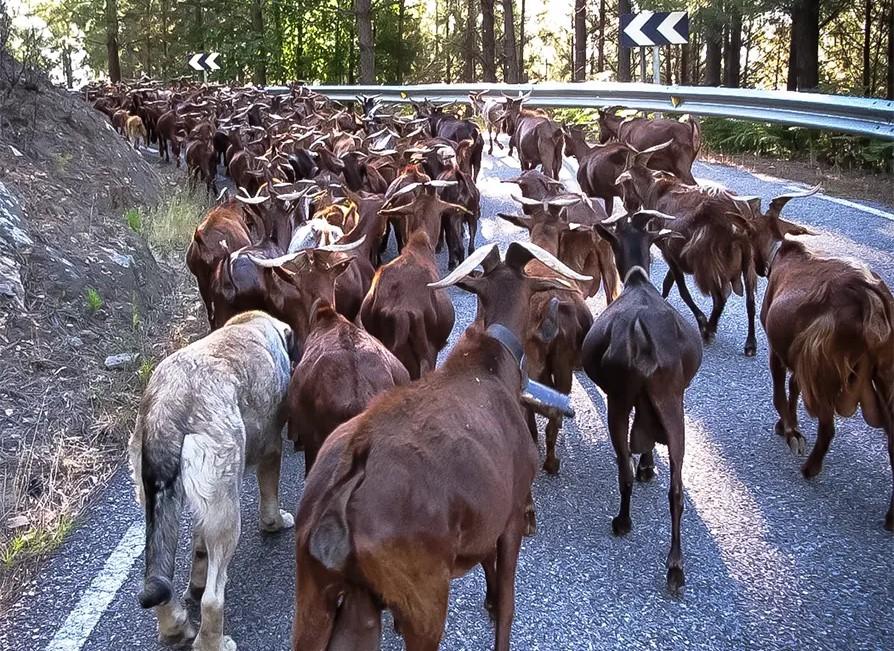 Rebaño de cabras Guisandesas