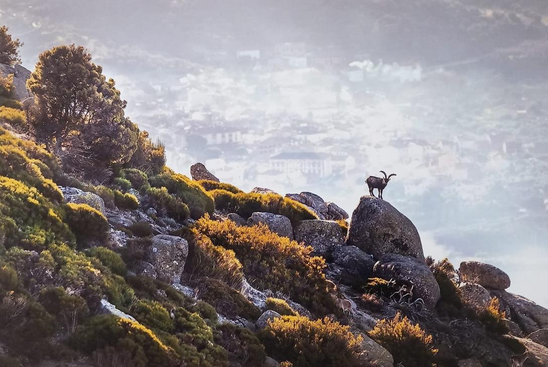 Desde el Torozo, de Ismael Peña